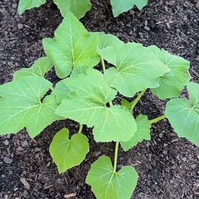 Photo of the plant species Summer Squash by @YardMint53 named Drake on Greg, the plant care app
