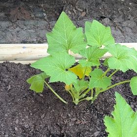 Photo of the plant species Summer Squash by @YardMint53 named Aristotle56 on Greg, the plant care app