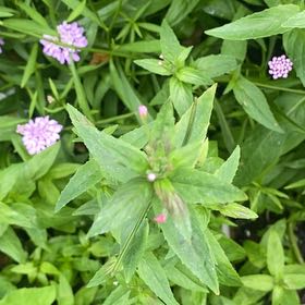 Photo of the plant species Northern Willowherb by @DazzlingEmerald named Tolkien on Greg, the plant care app