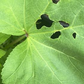 Photo of the plant species Garden Rhubarb by @DazzlingEmerald named Gregarious on Greg, the plant care app