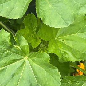 Photo of the plant species Cheeseweed Mallow by @DazzlingEmerald named Sonora on Greg, the plant care app