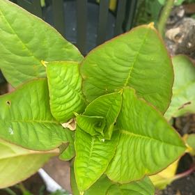 Photo of the plant species Japanese Knotweed by @DazzlingEmerald named Rainier on Greg, the plant care app
