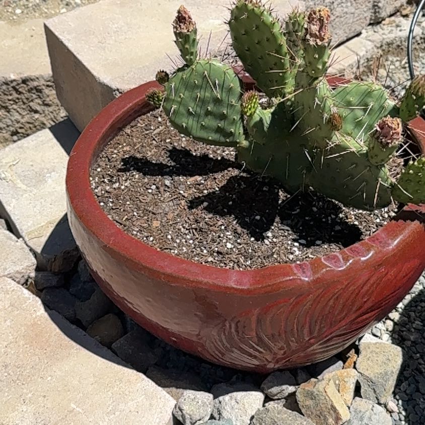 Photo of the plant species Brownspine Prickly Pear by @FunSnowberry94 named Muhammad Ali on Greg, the plant care app
