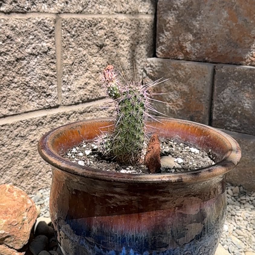 Photo of the plant species Scarlet Hedgehog Cactus by @FunSnowberry94 named Beyonce on Greg, the plant care app