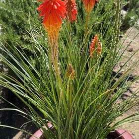 Photo of the plant species Red Hot Poker by @FunSnowberry94 named Kobe on Greg, the plant care app