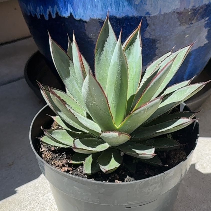 Photo of the plant species Coastal Agave by @FunSnowberry94 named Gobi on Greg, the plant care app