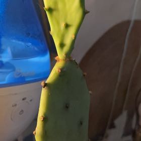 Photo of the plant species Erect Prickly Pear by @ExactTitoki12 named Stella on Greg, the plant care app