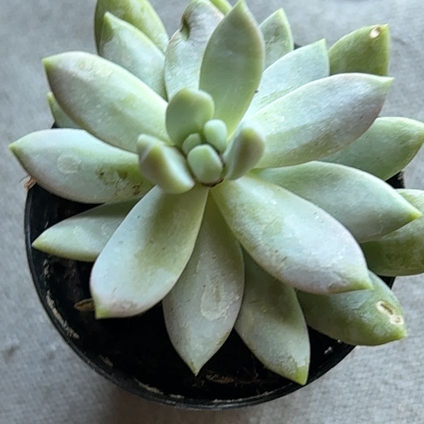 Photo of the plant species Sedeveria 'Lilac Mist' by @PeachyRedash73 named Kesha on Greg, the plant care app
