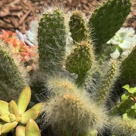 Photo of the plant species Arborescent Prickly Pear by @AthleteMahoe88 named Mollie on Greg, the plant care app