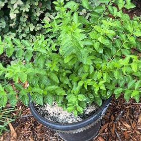 Photo of the plant species Golden Dewdrop by @RadRedflax71 named Bruce Lee on Greg, the plant care app