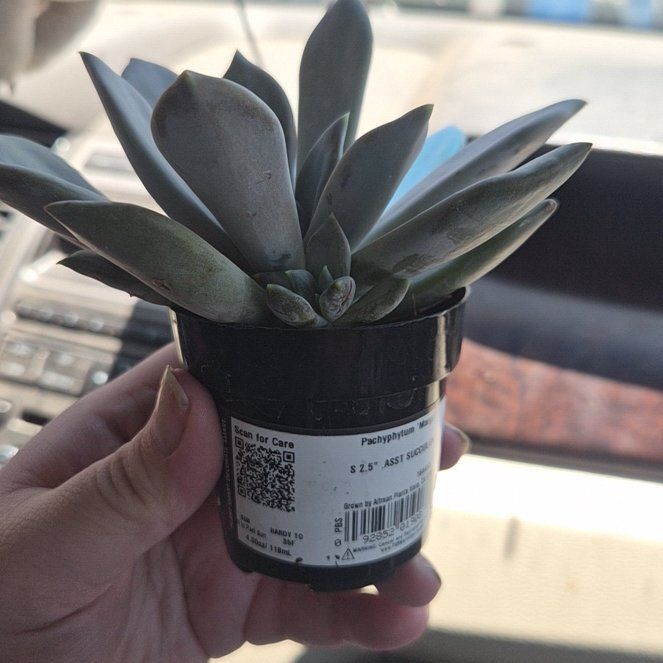 Photo of the plant species Pachyphytum 'Margrit' by @PoshBacchus43 named Captain Plant-it on Greg, the plant care app