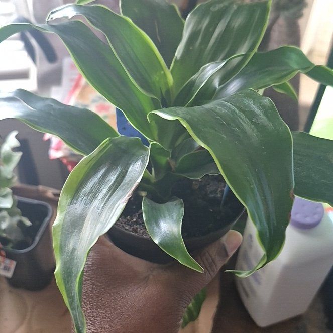 Photo of the plant species Dracaena Dorado by @NobleSpinyrush named Ulysses S Plant on Greg, the plant care app