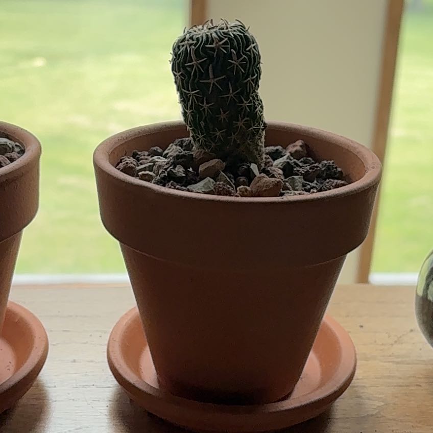Photo of the plant species Miniature Barrel Cactus by @ExecutiveWeed56 named Marley on Greg, the plant care app