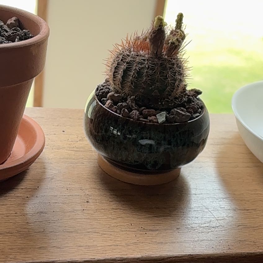Photo of the plant species Cinnamon Cactus by @ExecutiveWeed56 named Achilles on Greg, the plant care app