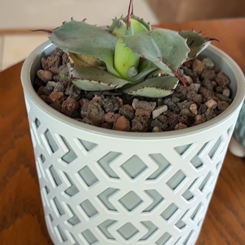 Photo of the plant species Butterfly Agave by @ExecutiveWeed56 named Diana on Greg, the plant care app