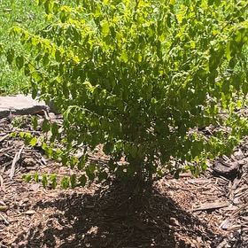 Photo of the plant species Sunshine Ligustrum by @KookyOakfern98 named Queen on Greg, the plant care app