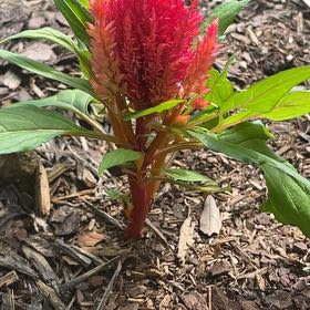 Photo of the plant species Celosia by @KookyOakfern98 named Gobi on Greg, the plant care app