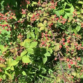 Photo of the plant species Allegheny Blackberry by @YoungMastic48 named Khaleesi on Greg, the plant care app