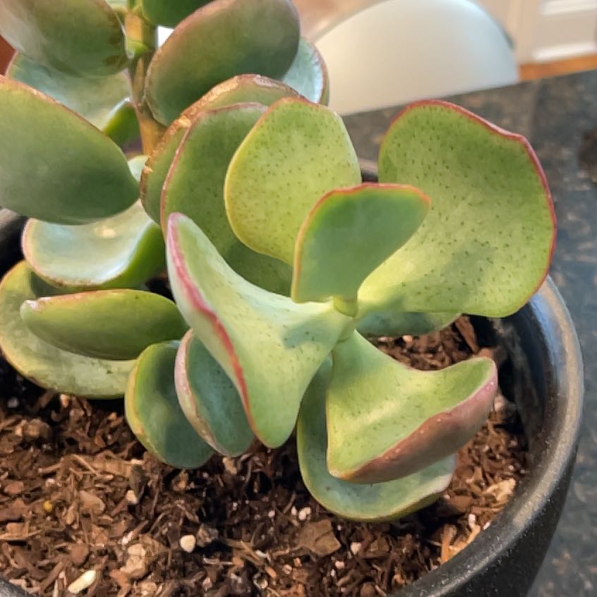 Photo of the plant species Chinese Jade by @TrustyWeed25 named Plato on Greg, the plant care app