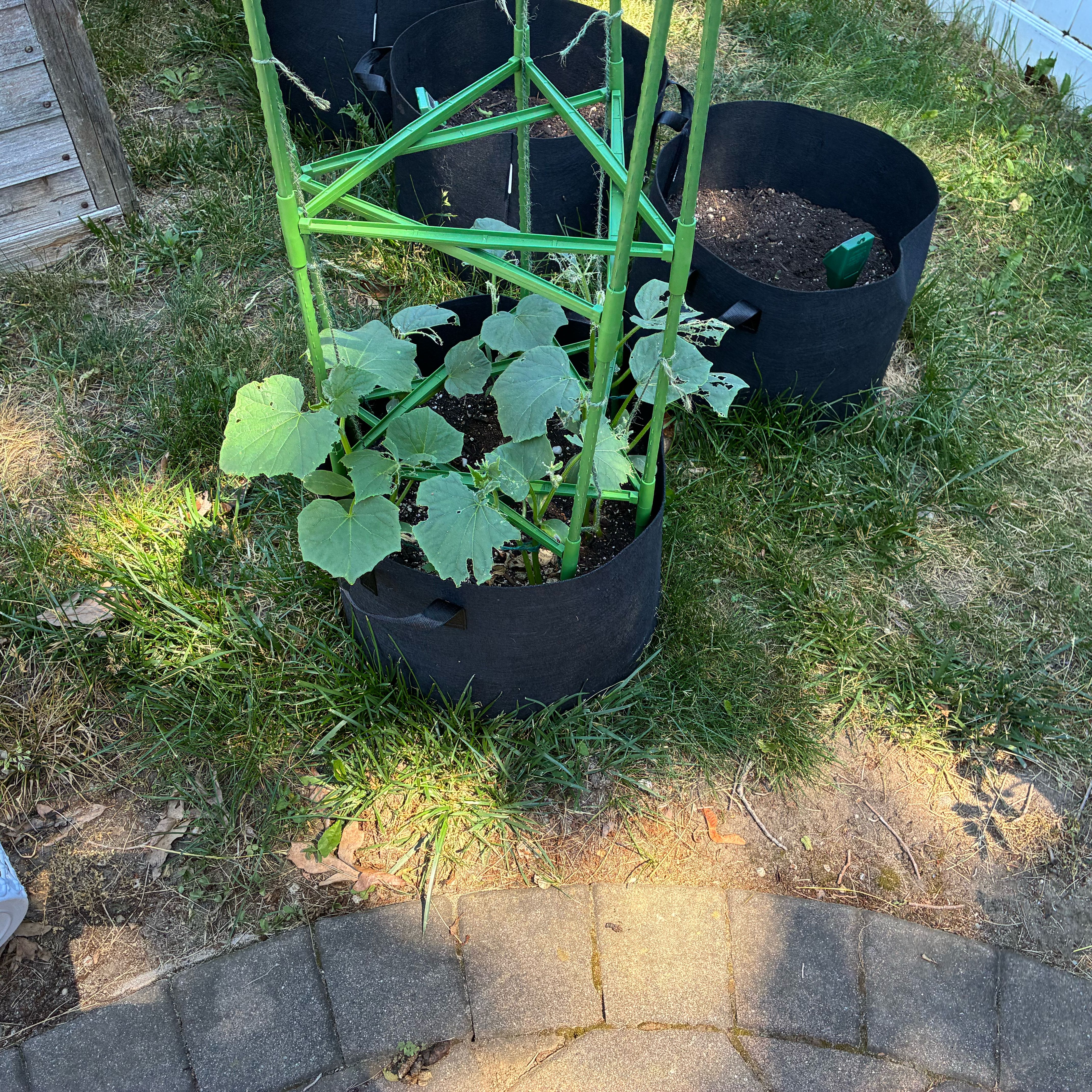 Photo of the plant species Cucumber by @MasculineRuby named Eva on Greg, the plant care app