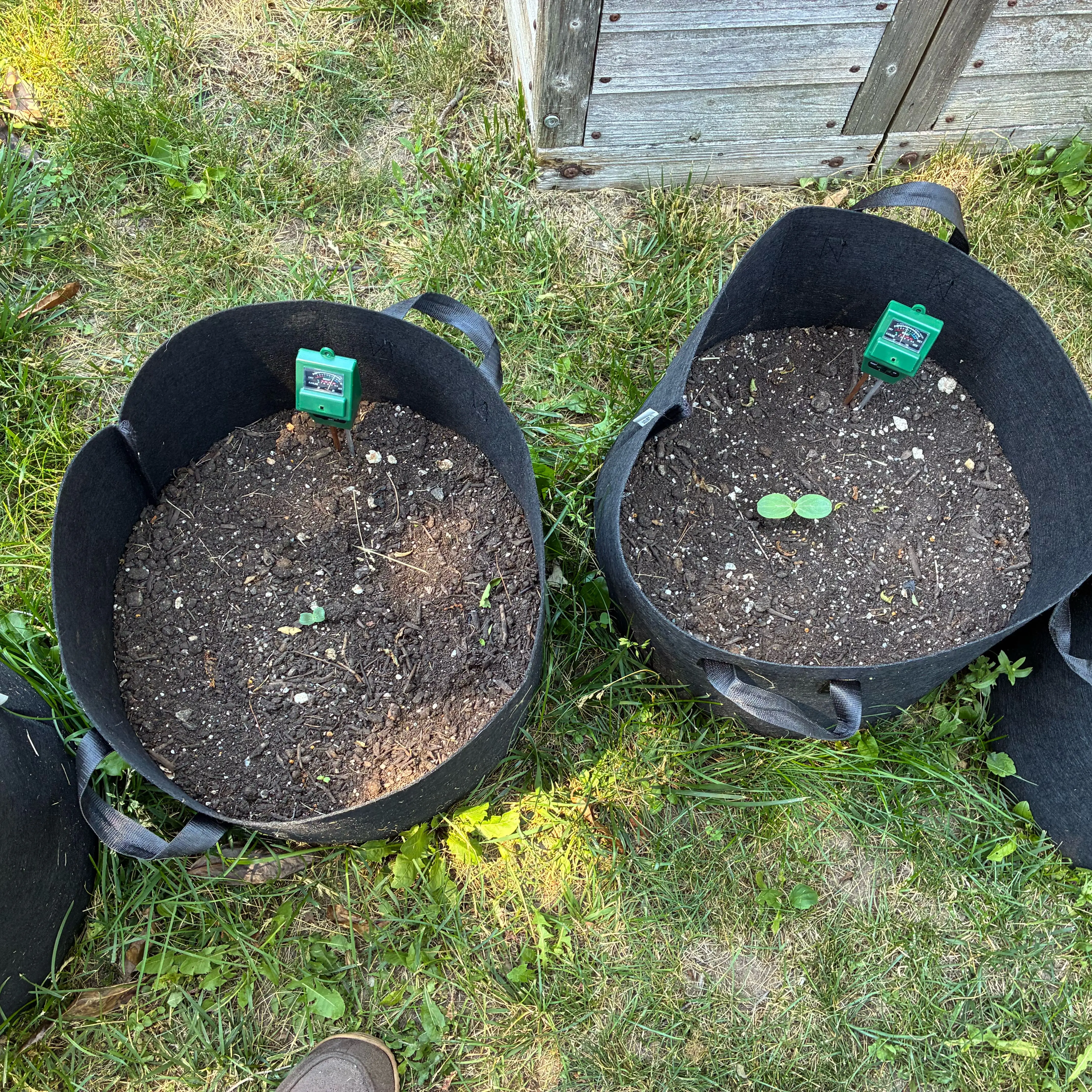 Photo of the plant species Bush Sugar Baby Watermelon by @MasculineRuby named Sage on Greg, the plant care app