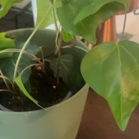Photo of the plant species Canarian Ivy by @FieryCobnut72 named Delilah on Greg, the plant care app