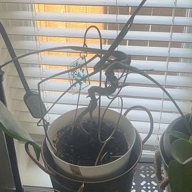 Photo of the plant species Dwarf Monstera Deliciosa by @FieryCobnut72 named Gaga on Greg, the plant care app