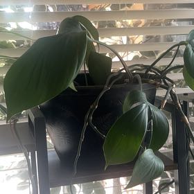Photo of the plant species Philodendron Dragon Tail by @FieryCobnut72 named Harper on Greg, the plant care app