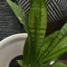 Photo of the plant species Monk Orchid by @FieryCobnut72 named Robert Plant on Greg, the plant care app