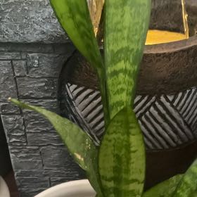 Photo of the plant species Monk Orchid by @FieryCobnut72 named Eva on Greg, the plant care app