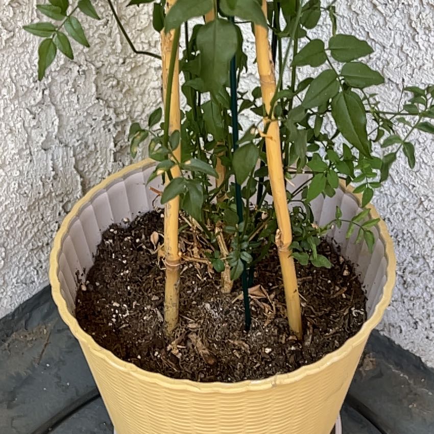 Photo of the plant species Pink Jasmine by @MercifulRosea58 named Pax on Greg, the plant care app