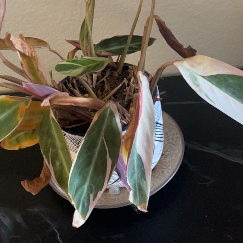 Photo of the plant species Stromanthe sanguinea 'Tricolor' by @NovelBlackpine named Osmo on Greg, the plant care app
