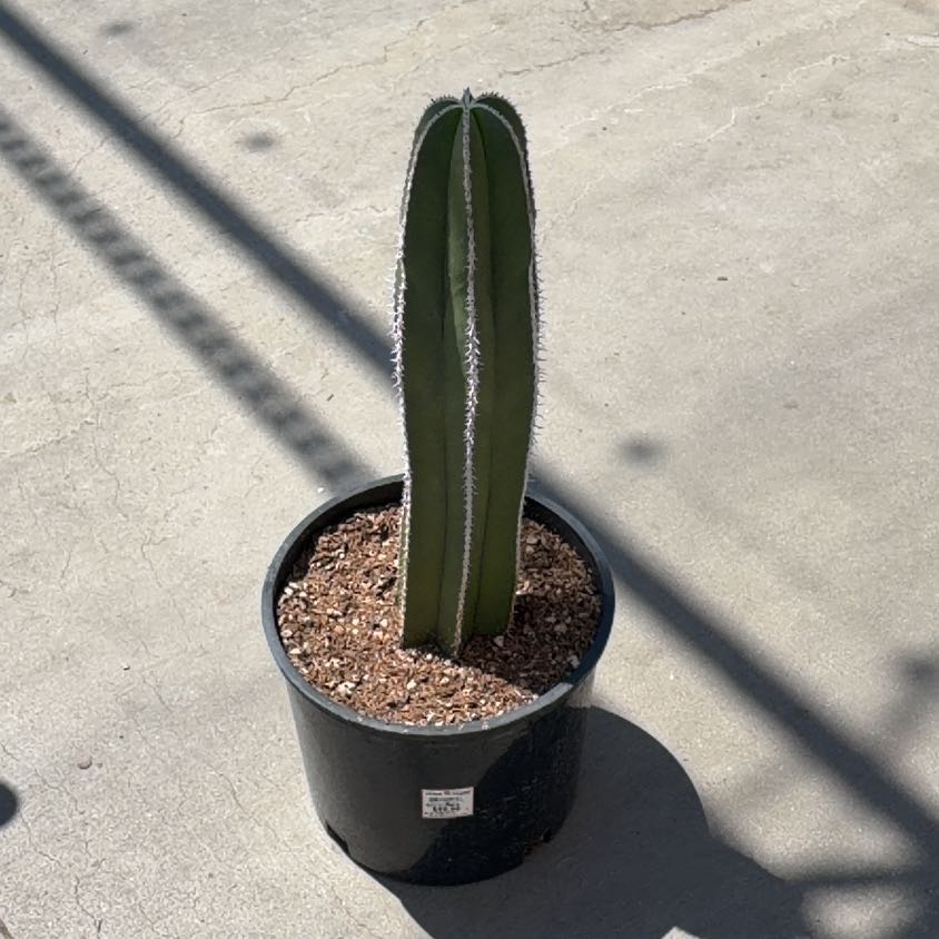 Photo of the plant species Mexican Fence Post Cactus by @ElatedRuby27 named Cleopatra on Greg, the plant care app