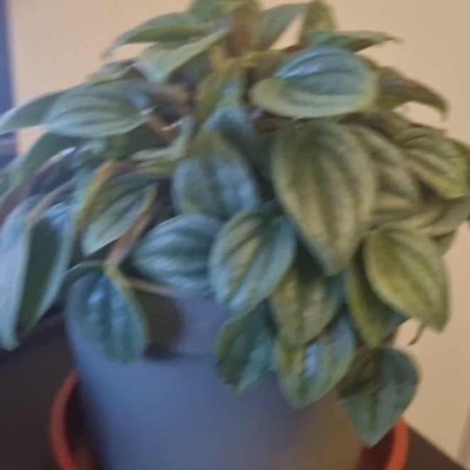 Photo of the plant species Peperomia 'Napoli Nights' by @RechercheMakura named Sherlock on Greg, the plant care app