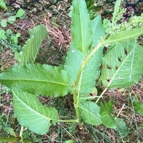 Photo of the plant species Broad-Leaved Dock by @BonusGabisan92 named Captain Plant-it on Greg, the plant care app