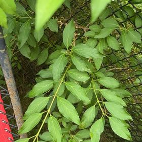 Photo of the plant species Border Forsythia by @BonusGabisan92 named Aria on Greg, the plant care app
