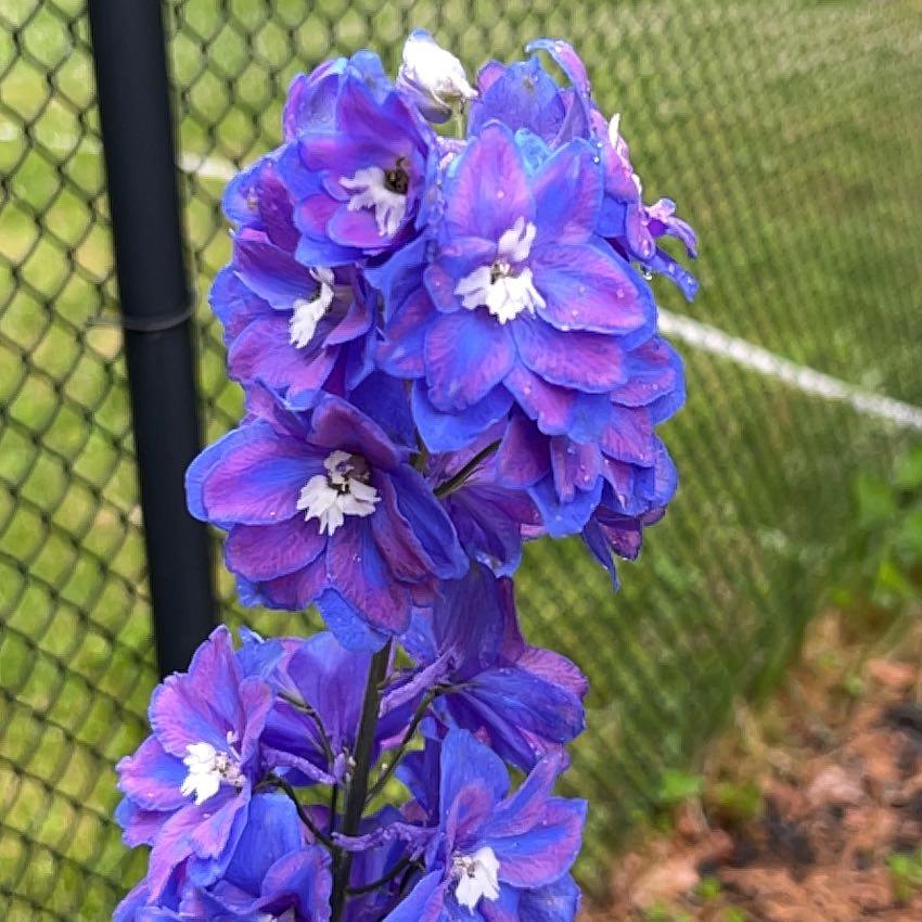 Photo of the plant species Candle Larkspur by @BonusGabisan92 named Naomi on Greg, the plant care app