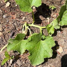 Photo of the plant species Melon by @BonusGabisan92 named Sahara on Greg, the plant care app