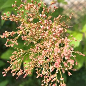 Photo of the plant species Queen of the Prairie by @BonusGabisan92 named Ronaldo on Greg, the plant care app