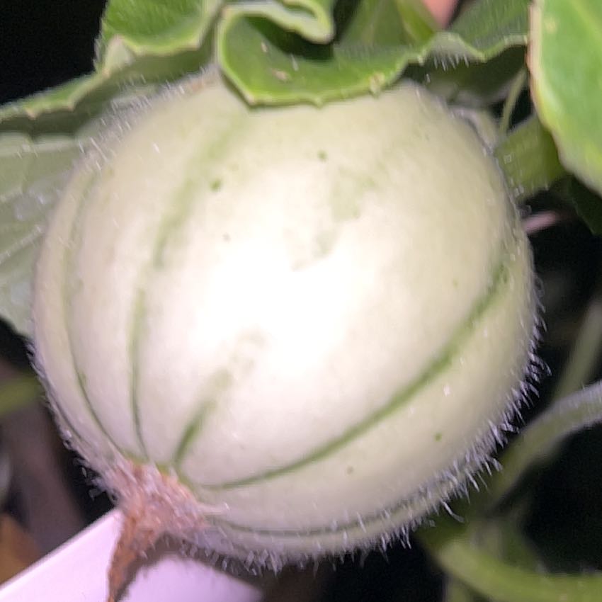 Photo of the plant species Melon by @BonusGabisan92 named Marley on Greg, the plant care app