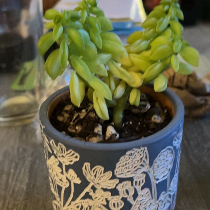 Photo of the plant species Prayer Pepper by @CozyGuasca69 named Peppy Shortstocking on Greg, the plant care app