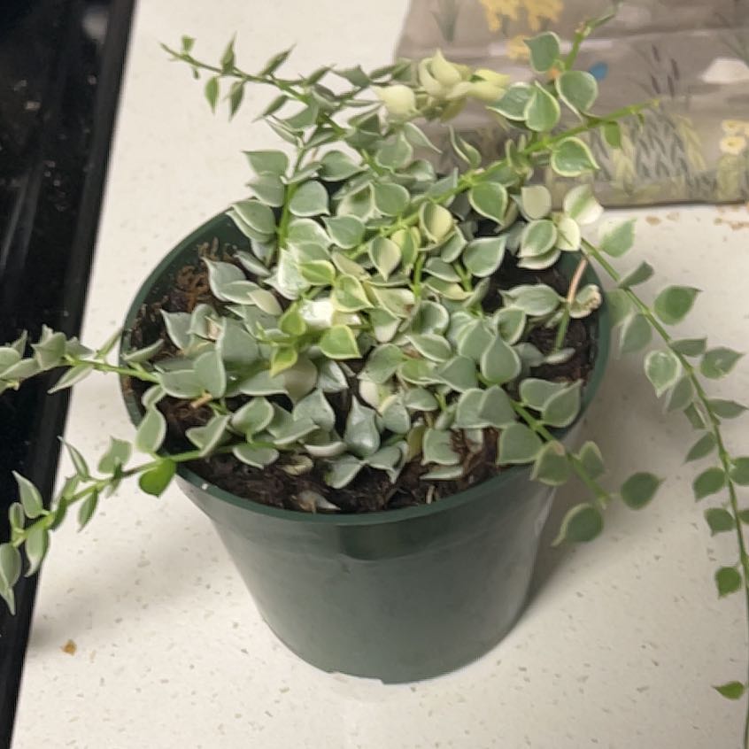 Photo of the plant species Million hearts by @CozyGuasca69 named Dax on Greg, the plant care app
