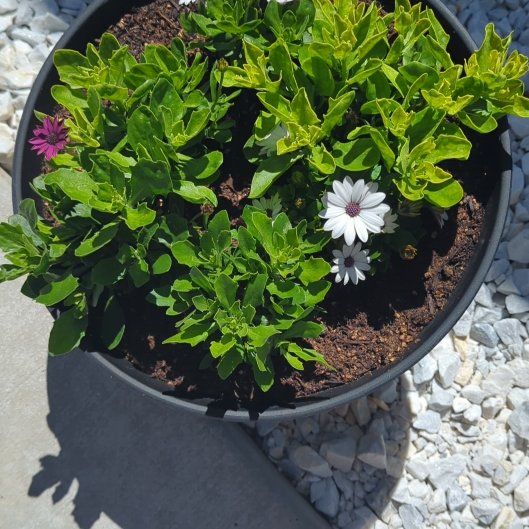 Photo of the plant species Marigold by @SugarBlinks60 named Surya on Greg, the plant care app