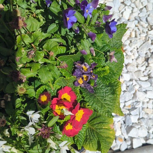Photo of the plant species Common Primrose by @SugarBlinks60 named Drake on Greg, the plant care app