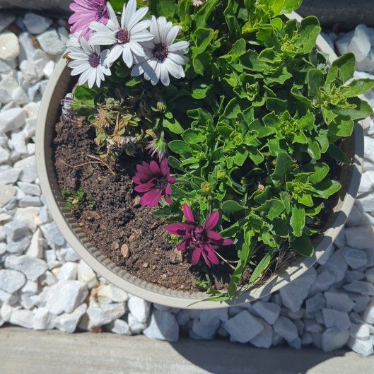 Photo of the plant species Callistephus by @SugarBlinks60 named Willow on Greg, the plant care app