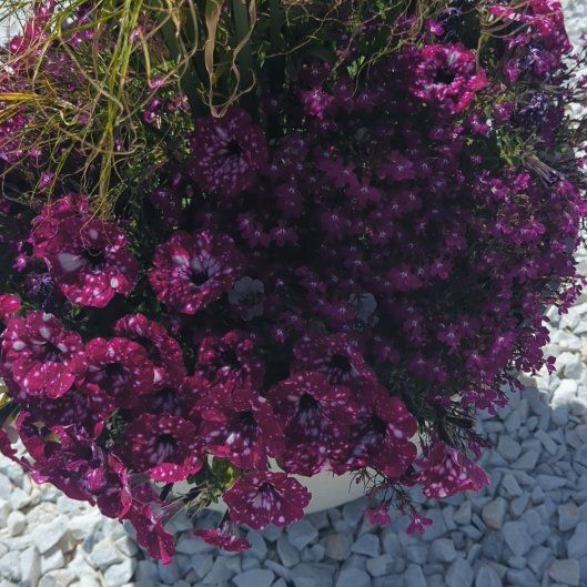 Photo of the plant species Brompton Stock by @SugarBlinks60 named Bruce Lee on Greg, the plant care app
