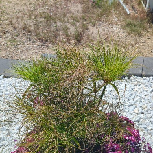 Photo of the plant species Whisk Fern by @SugarBlinks60 named Daphne on Greg, the plant care app
