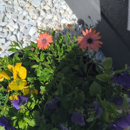 Photo of the plant species Callistephus by @SugarBlinks60 named Queen on Greg, the plant care app