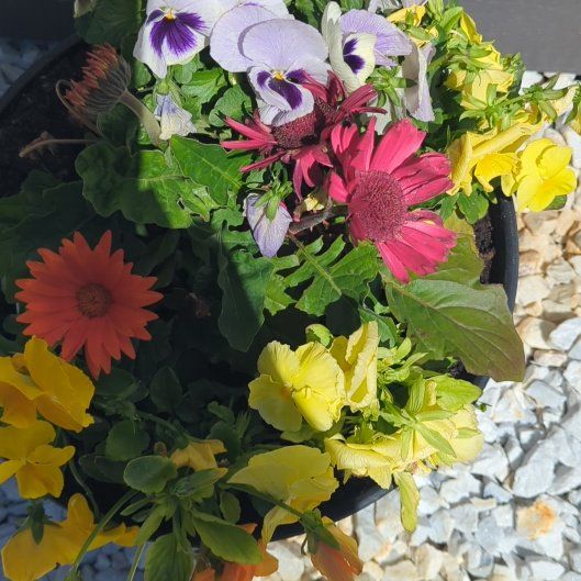 Photo of the plant species Callistephus by @SugarBlinks60 named LiloStitch on Greg, the plant care app