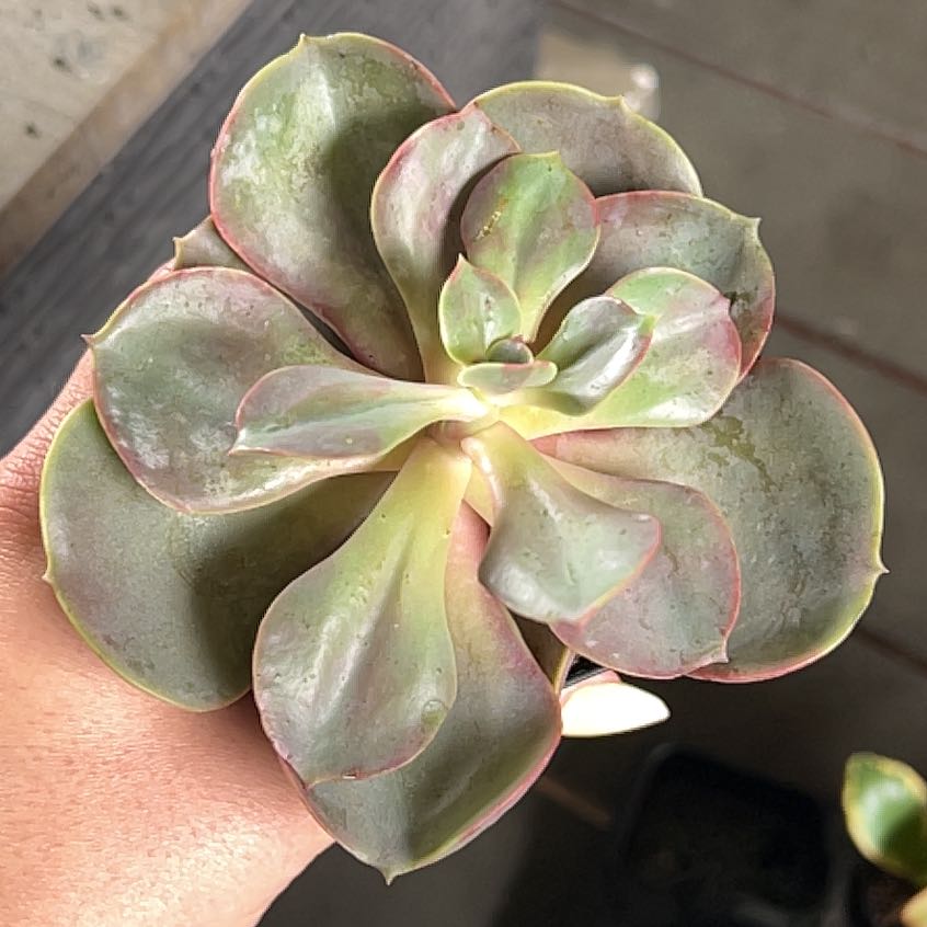Photo of the plant species Echeveria Red Skye by @AceMuntingia87 named Project Plant on Greg, the plant care app